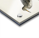 Purple Sandpiper tringa maritima Acrylic print