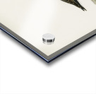 Temminck&39s Stint tringa temminckii Acrylic print