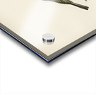 Temminck&39s Stint tringa temminckii Acrylic print