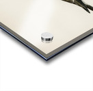 European roller CORACIAS GARRULUS Acrylic print