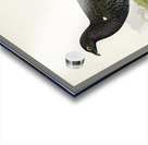 Hybrid between black grouse and western capercaillie Lyrurus tetrix ♂ x Tetrao urogallus ♀ Acrylic print