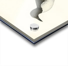 Uria troille Acrylic print