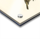 Common whitethroat Sylvia communis Acrylic print