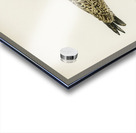 Leser black-backed gull Larus fuscus Acrylic print