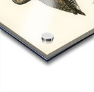 Water rail Rallus Aquaticus Acrylic print