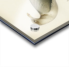 European herring gull Larus argentatus Acrylic print