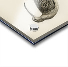 Whimbrel Numenius phaeopus Acrylic print