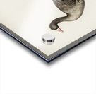 Anser erythropus ♂ Acrylic print