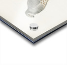 Montagu&39s Harrier male Circus pygargus Acrylic print