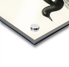 Black guillemot Uria Grylle Acrylic print