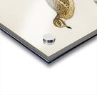 Eurasian stone curlew burhinus oedicnemus Acrylic print