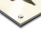 Common redshank Totanus totanus Acrylic print