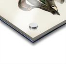 Anas Nettion Crecca Acrylic print