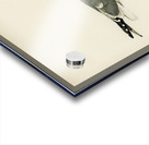 Common gull larus canu Acrylic print