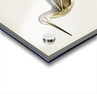 Common snipe capella gallinago Acrylic print