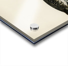 Red-thoated loon Colymbus stellatus Acrylic print