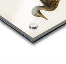 Boreal Owl Tengmalm&39s Owl Aegolius funereus Acrylic print