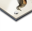 Eurasian dotterel ♂ Charadrius eudromias morinellus Acrylic print