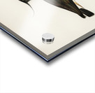 Northern labwing Vanellus vanellus Acrylic print