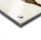 Ruddy turnstone arenaria interpres  Acrylic print