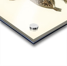 Hazel grouse tetrastes bonasia Acrylic print