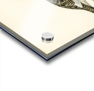 Willow ptarmigan male Lagopus lagopus Acrylic print