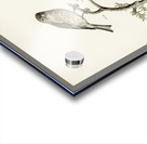 Common linnet Acanthis cannabina Acrylic print