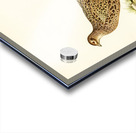 Pheasant Phasianus Colchicus Acrylic print