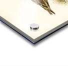 Little crake porzana parva Acrylic print