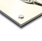 Hybrid between Black grouse and Willow ptarmigan Lyrurus tetrix ♂ x lagopus lagopus ♀ Acrylic print