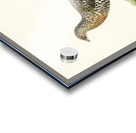 Western Capercaillie Tetrao Urogallus  Acrylic print