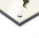 Water pipi ANTHUS SPINOLETTA RUPESTRIS Acrylic print