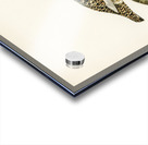 Water pipi ANTHUS SPINOLETTA RUPESTRIS Acrylic print