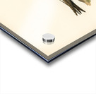 Hirundo Urbica Acrylic print