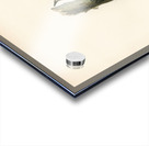 Lesser spotted woodpecker Dryobates minor Acrylic print