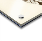 Willow ptarmigan Acrylic print