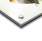 Hawfinch Coccothraustes coccothraustes Acrylic print