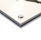 Starling Sturnus vulgaris Acrylic print