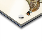 Ring-necked Pheasant phasianus colchicus torquatus Acrylic print