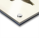 Common redshank Totanus totanus Acrylic print