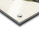 AMPELIS GARRULUS Acrylic print