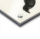 Common raven Corvus corax Acrylic print