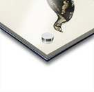 Hybrid between Black grouse and Willow ptarmigan Yrurus tetrix x lagopus lagopus Acrylic print