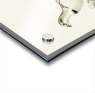 Hybrid between Western capercaillie and Willow ptarmigan Tetrao urogallus x lagopus lagopus Acrylic print