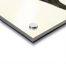 Rook Corvus Frugilegus Acrylic print