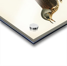 Fieldfare Turdus pilaris Acrylic print