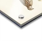 Common quail Coturnix coturnix Acrylic print