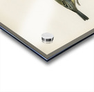 Talgoxe PARUS MAJOR LIN. Acrylic print