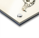 Rock ptarmigan Lagopus mutus Acrylic print