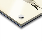 Black-headed gull Larus Ridibundus Acrylic print